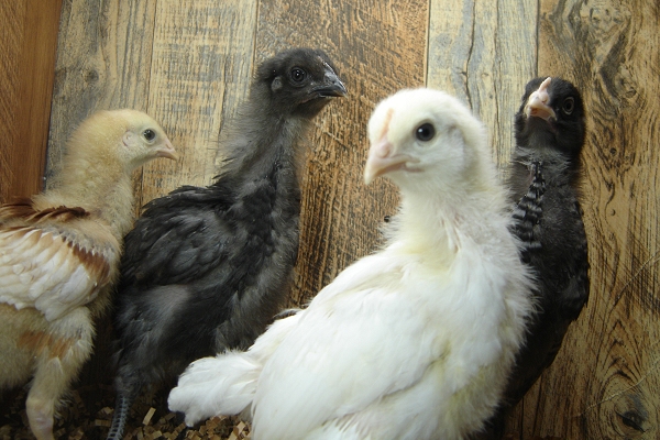 4 Pullet Chicks Week 3 - Barred Rock, Gold Comet, Steel Blue & Amber White